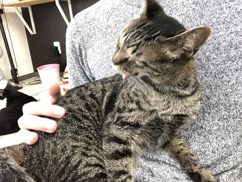 ねことぼく Jp ねことぼく Jp